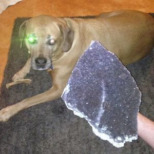 Meet your Posher, Darla